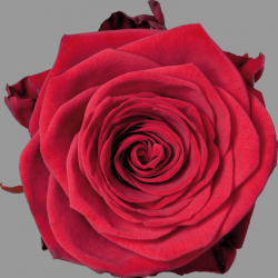 Duftende Rose Red Naomi aus Holland