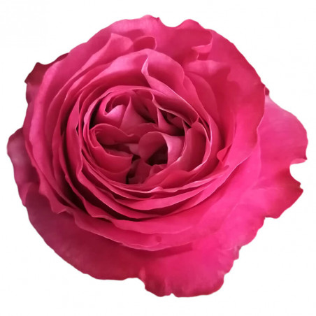 Die romantische Rose aus Ecuador